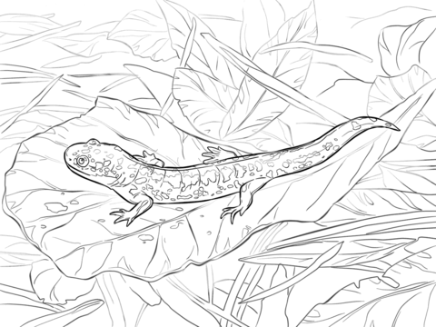 Eastern Tiger Salamander Coloring Page